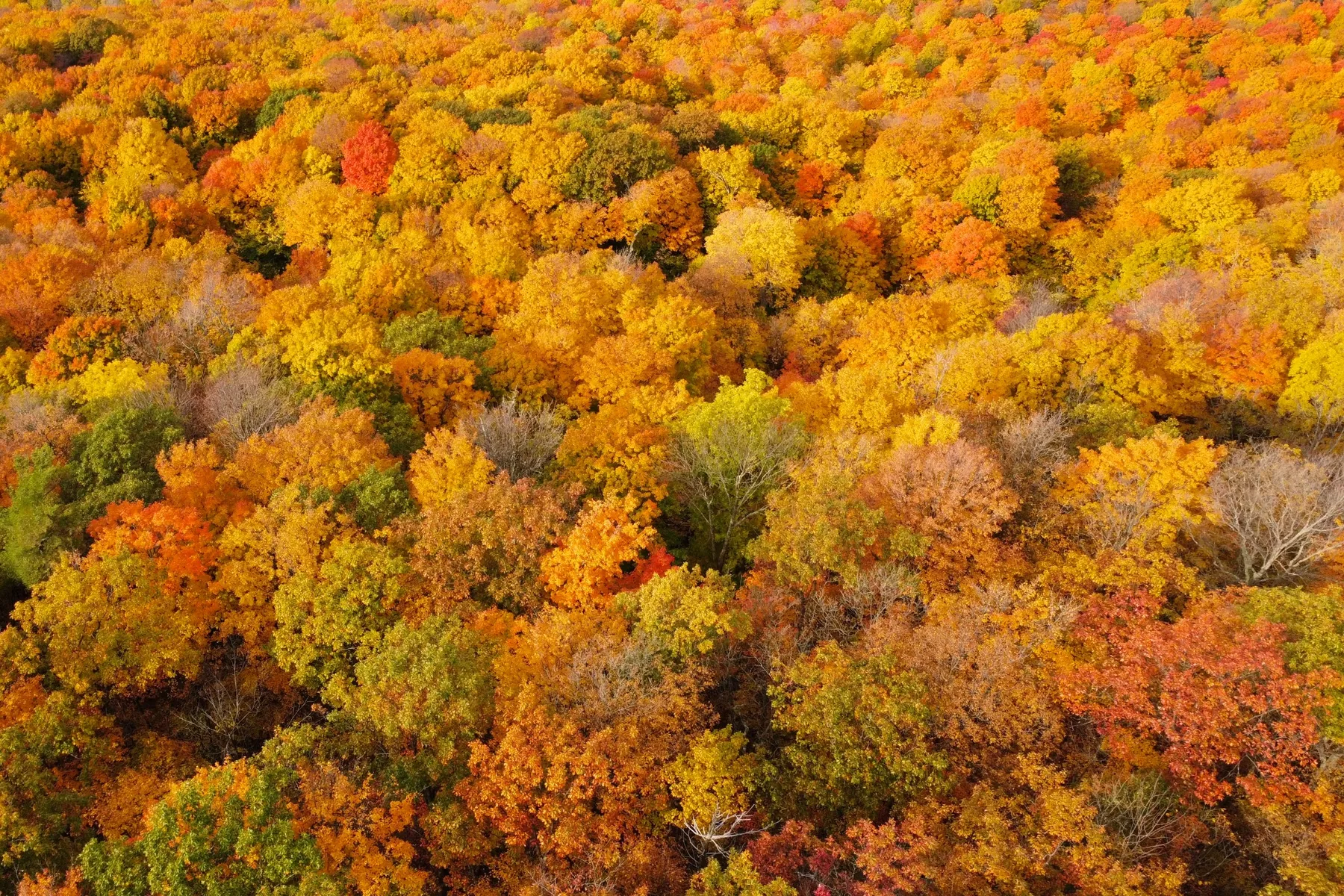 Fall colors in Weybridge, Vermont
